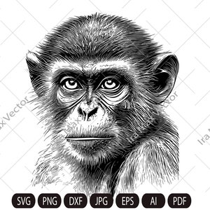 Monkey Head svg /MONKEY Face svg  / Monkey svg / Monkey King svg / Monkey Mascot svg /Monkey detailed/ Monkey Printable / INSTANT DOWNLOAD