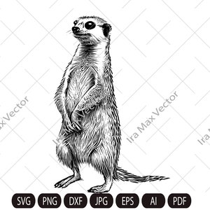 Meerkat SVG, Cute meerkat detailed, Meerkat standing, Safari Animals Svg, Meerkat Clipart, Meerkat cut Files ,Mongoose svg