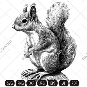 Écureuil SVG, chemise écureuil, écureuil png, vecteur écureuil, écureuil détaillé, affiche écureuil, écureuil téléchargement