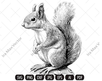 Ardilla SVG, camiseta de ardilla, ardilla PNG, vector de ardilla, ardilla detallada, póster de ardilla, descarga de ardilla