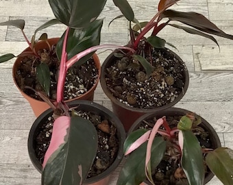 black coral snake plant leaves coming out Black Coral Snake Plant | Indoor Plants main image 1