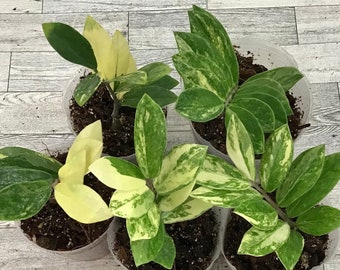 Zamioculcas Variegated ZZ rooted plant.