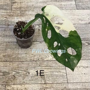 May include: A variegated Monstera adansonii plant in a clear plastic pot with soil. The single leaf features a mix of dark green and creamy white sections with natural fenestrations. The text PWL Growings and 1E are visible on the image.