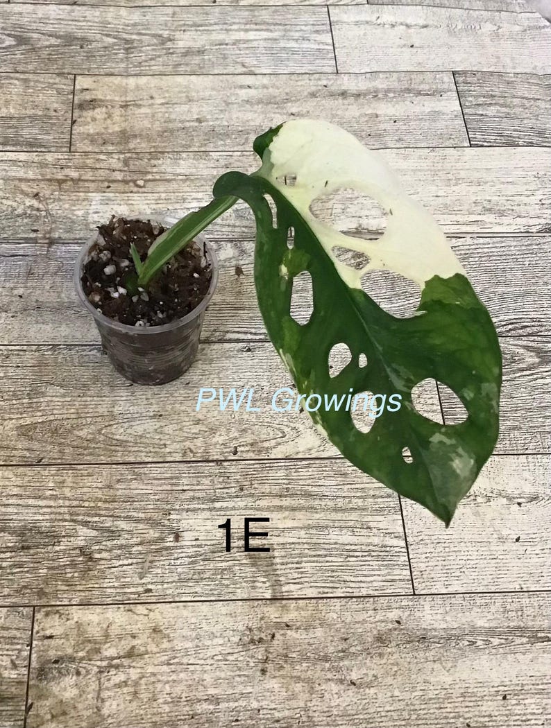 May include: A variegated Monstera adansonii plant in a clear plastic pot with soil. The single leaf features a mix of dark green and creamy white sections with natural fenestrations. The text PWL Growings and 1E are visible on the image.