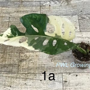 Adansonii albo monstera variegated, starter plant, one leaf, well rooted. image 12