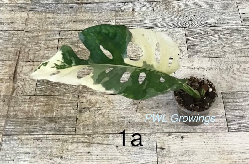 Adansonii albo monstera variegated, starter plant, one leaf, well rooted. image 12