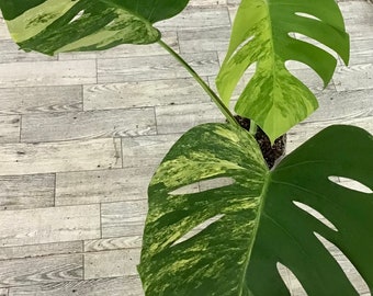 Variegated Monstera Aurea Plant - Rooted Houseplant