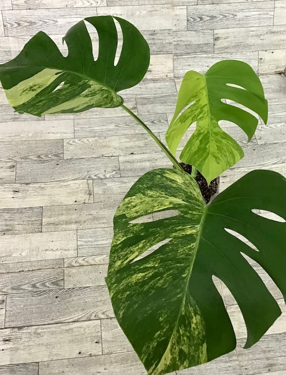 Variegated Monstera Aurea Plant - Rooted Houseplant - Etsy
