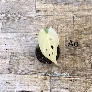 Adansonii albo monstera variegated, starter plant, one leaf, well rooted. 1 Starter plant Ae