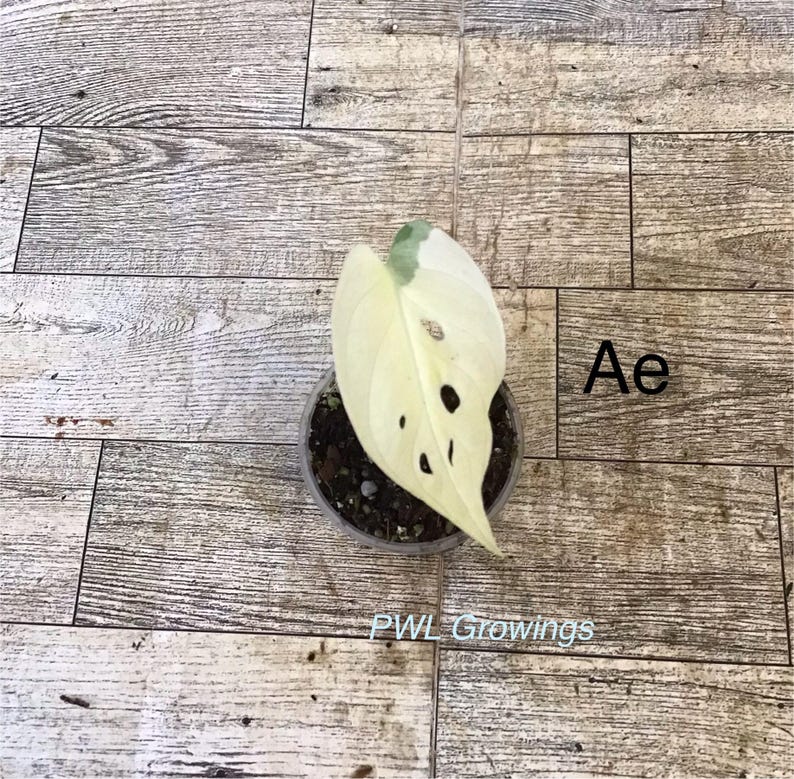 Adansonii albo monstera variegated, starter plant, one leaf, well rooted. 1 Starter plant Ae