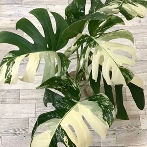 High Variegated Monstera albo/ one, two, or three  leaf-cutting/ with aerial root or rooted