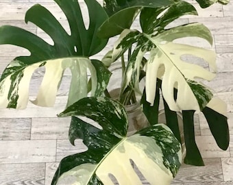 High Variegated Monstera albo one, two, or three  leaf-cutting/ with aerial root or rooted