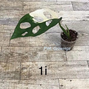 Adansonii albo monstera variegated, starter plant, one leaf, well rooted. Exact plant 1i