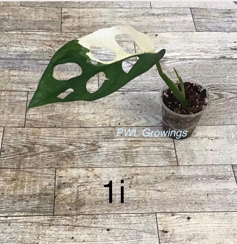 Adansonii albo monstera variegated, starter plant, one leaf, well rooted. Exact plant 1i