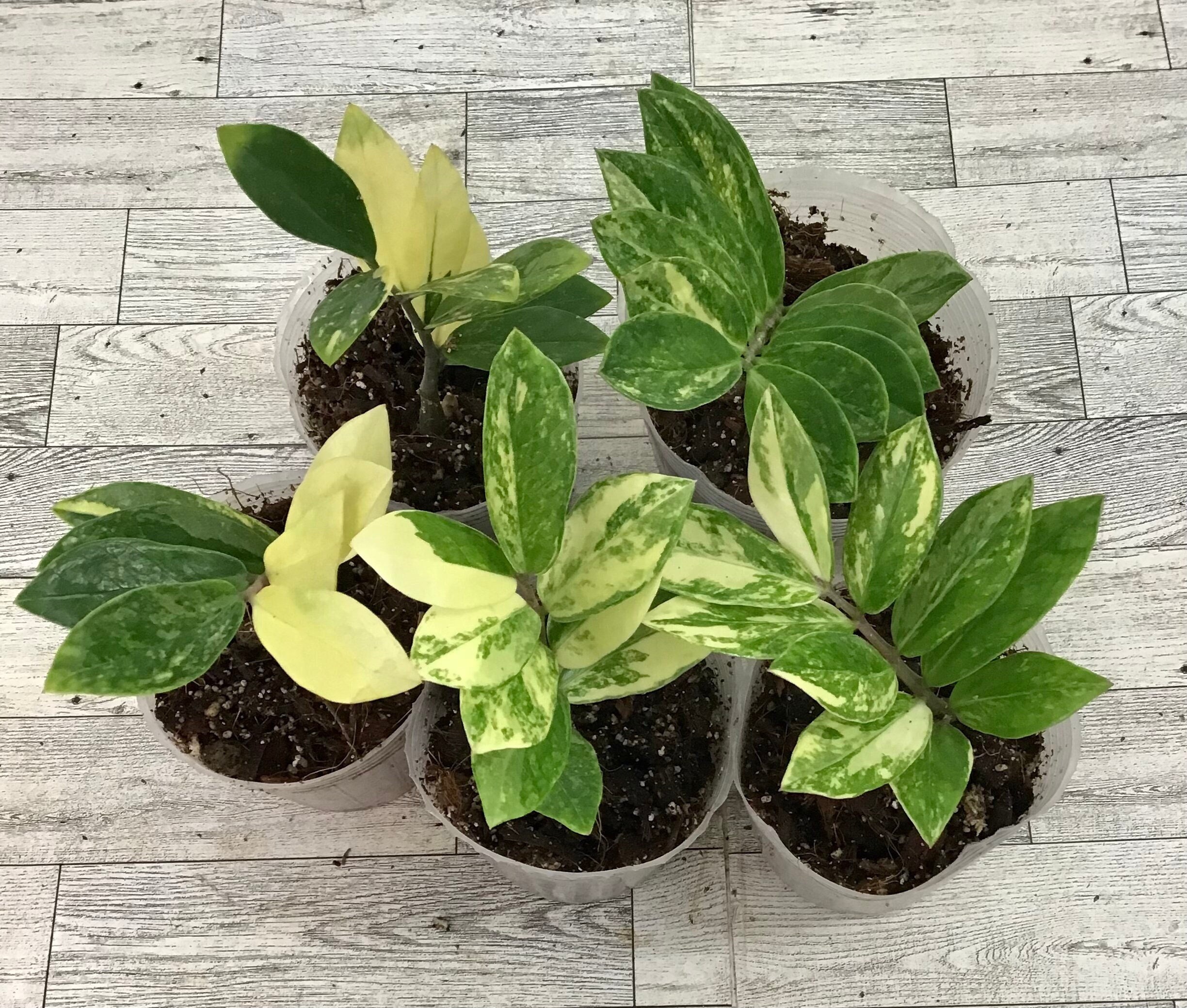 Zamioculcas Variegated ZZ Rooted Plant. - Etsy