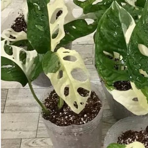 May include: Close-up of potted Monstera Adansonii plants. The leaves are a vibrant green with creamy white variegation and distinctive holes. The plants are in clear plastic pots filled with soil, ready for transplanting.