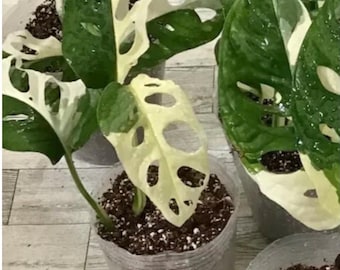 Monstera Adansonii Albo variegated Cutting/ full plant / one leaf / node/Rooted  2" or 4” Pot/US Seller
