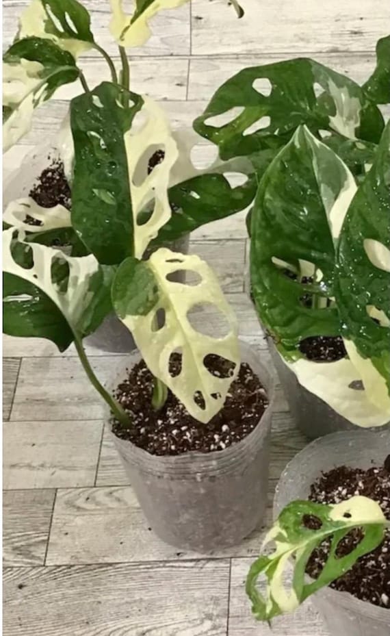 Monstera Adansonii Albo Variegated Cutting/ Full Plant / One Leaf /  Node/rooted 2" or 4 Pot/us Seller - Etsy