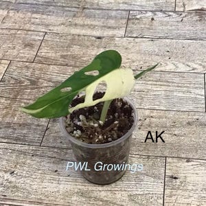 Adansonii albo monstera variegated, starter plant, one leaf, well rooted. Starter Plant Ak