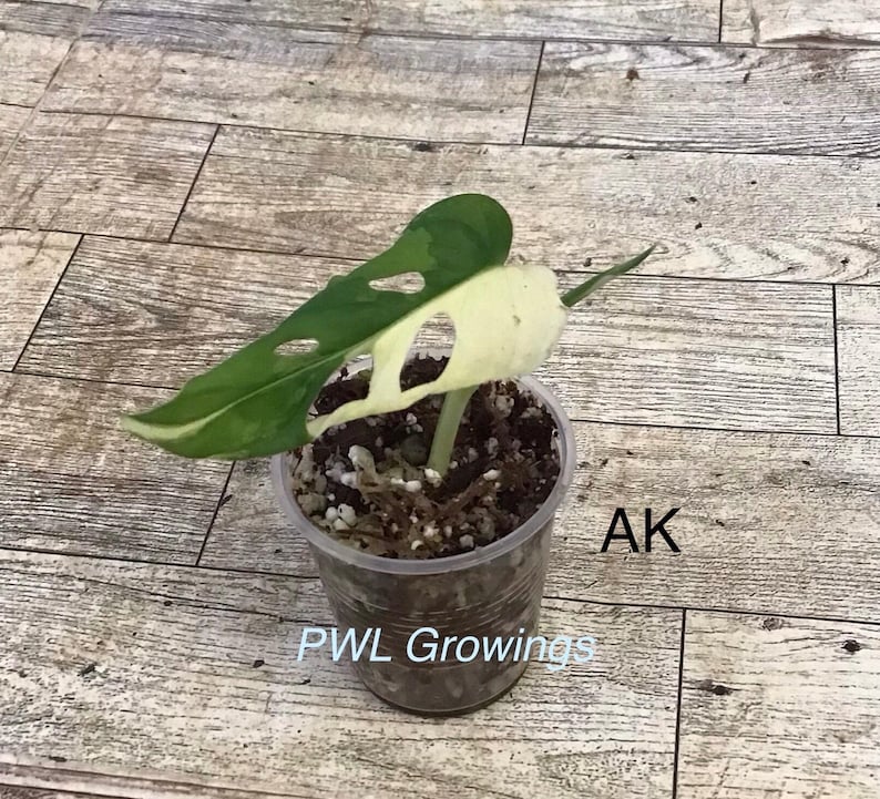 Adansonii albo monstera variegated, starter plant, one leaf, well rooted. Starter Plant Ak