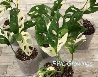 Adansonii albo monstera variegated, starter plant, one leaf, well rooted.