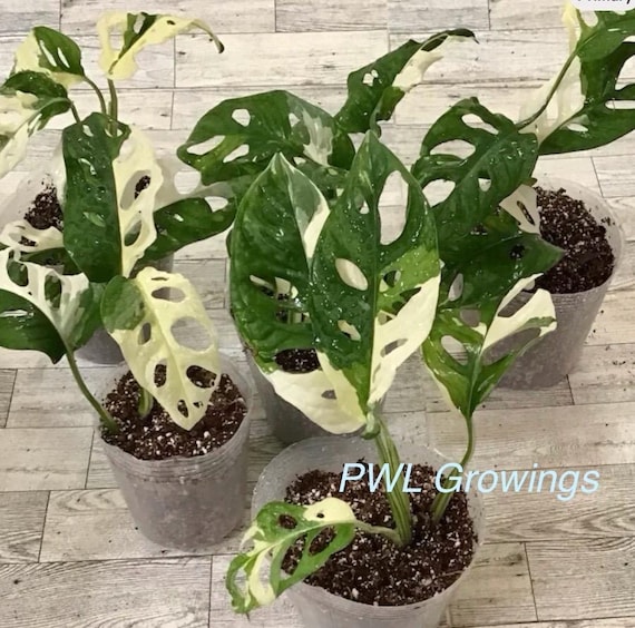 Variegated Monstera Adansonii Albo -Swiss Cheese Plant - Rooted Plant