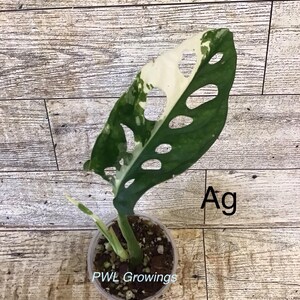 Adansonii albo monstera variegated, starter plant, one leaf, well rooted. Exact plant 1g