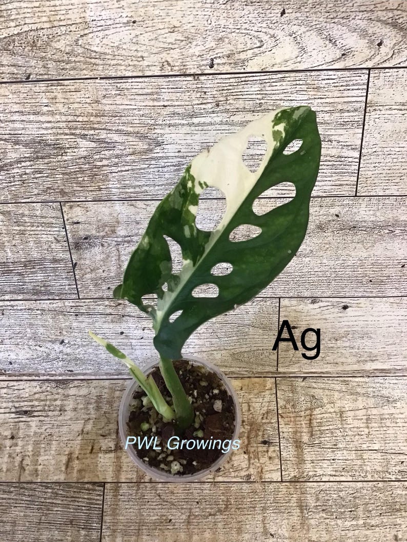 Adansonii albo monstera variegated, starter plant, one leaf, well rooted. Exact plant 1g
