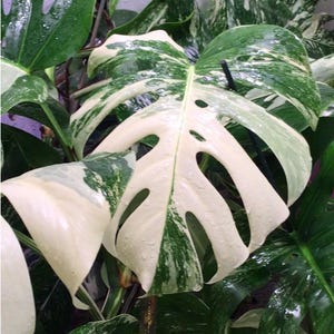 May include: A Monstera deliciosa albo-variegata plant featuring large, heart-shaped leaves with distinct fenestrations. The foliage displays a striking pattern of deep green and creamy white variegation, with visible water droplets on the surface.