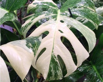 Rooted/High Variegated Monstera albo/ one, two, or three  leaf-cutting/ with aerial root or rooted