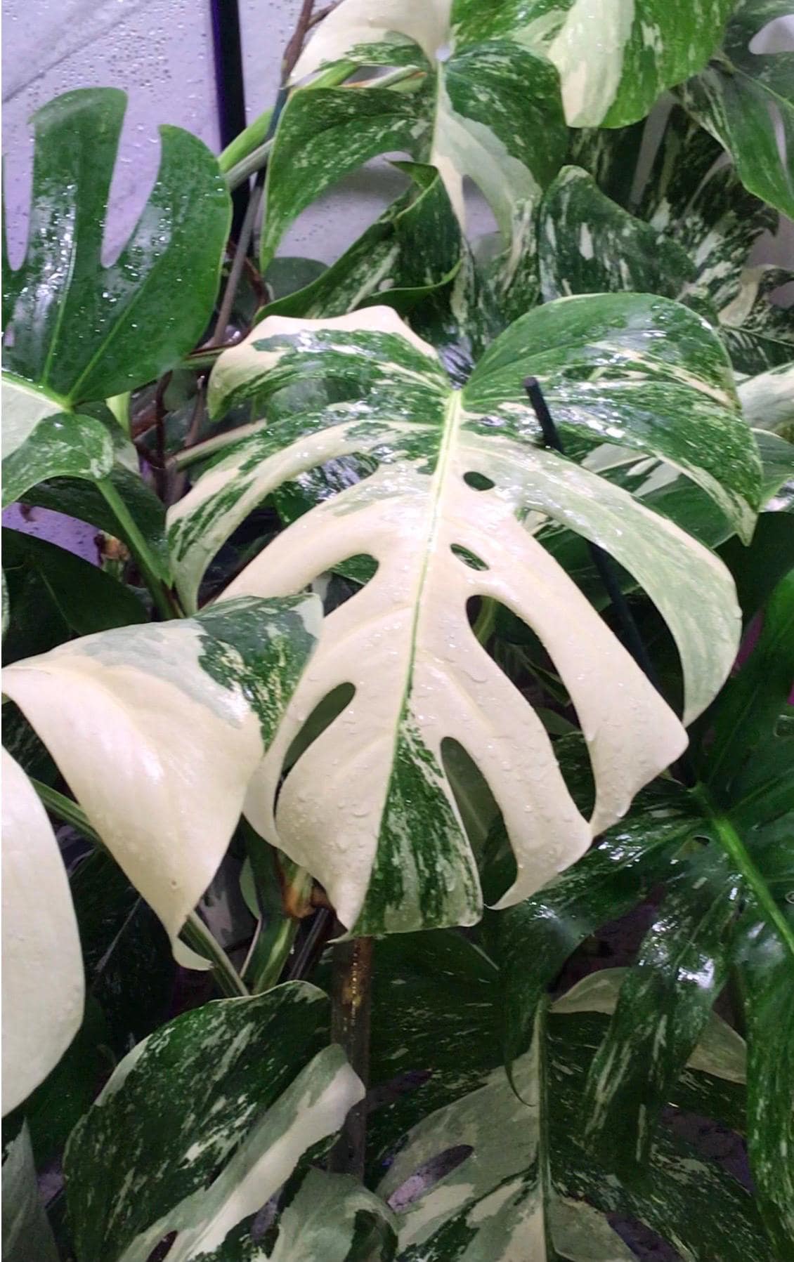 White Leaves House Plant - Etsy