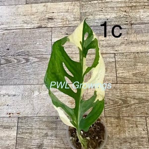May include: A variegated Monstera adansonii plant in a small clear plastic pot with moss. The leaf features a mix of deep green and creamy white sections with natural fenestrations. The text 1c and PWL Growings are visible on the image.