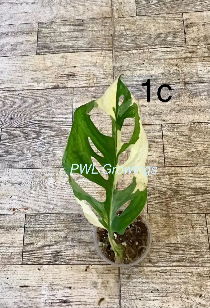 May include: A variegated Monstera adansonii plant in a small clear plastic pot with moss. The leaf features a mix of deep green and creamy white sections with natural fenestrations. The text 1c and PWL Growings are visible on the image.
