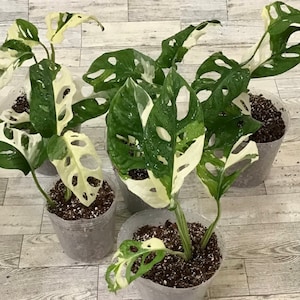 Plant Variegated Monstera Adansonii Cutting: Rooted Plant in 2&quot;, 4” pot.