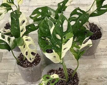 Variegated Monstera Albo adansonii /one node/ one leaf bare rooted/ full Plant/“GROWER’S CHOICE”