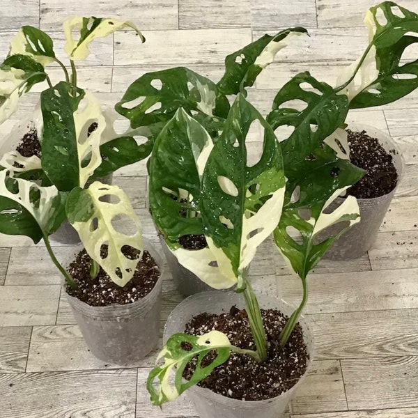Monstera Adansonii Albo Variegated- Rooted Plant in 2" or 4” Pot- Variegated Monstera  albo Swiss plant/ US seller