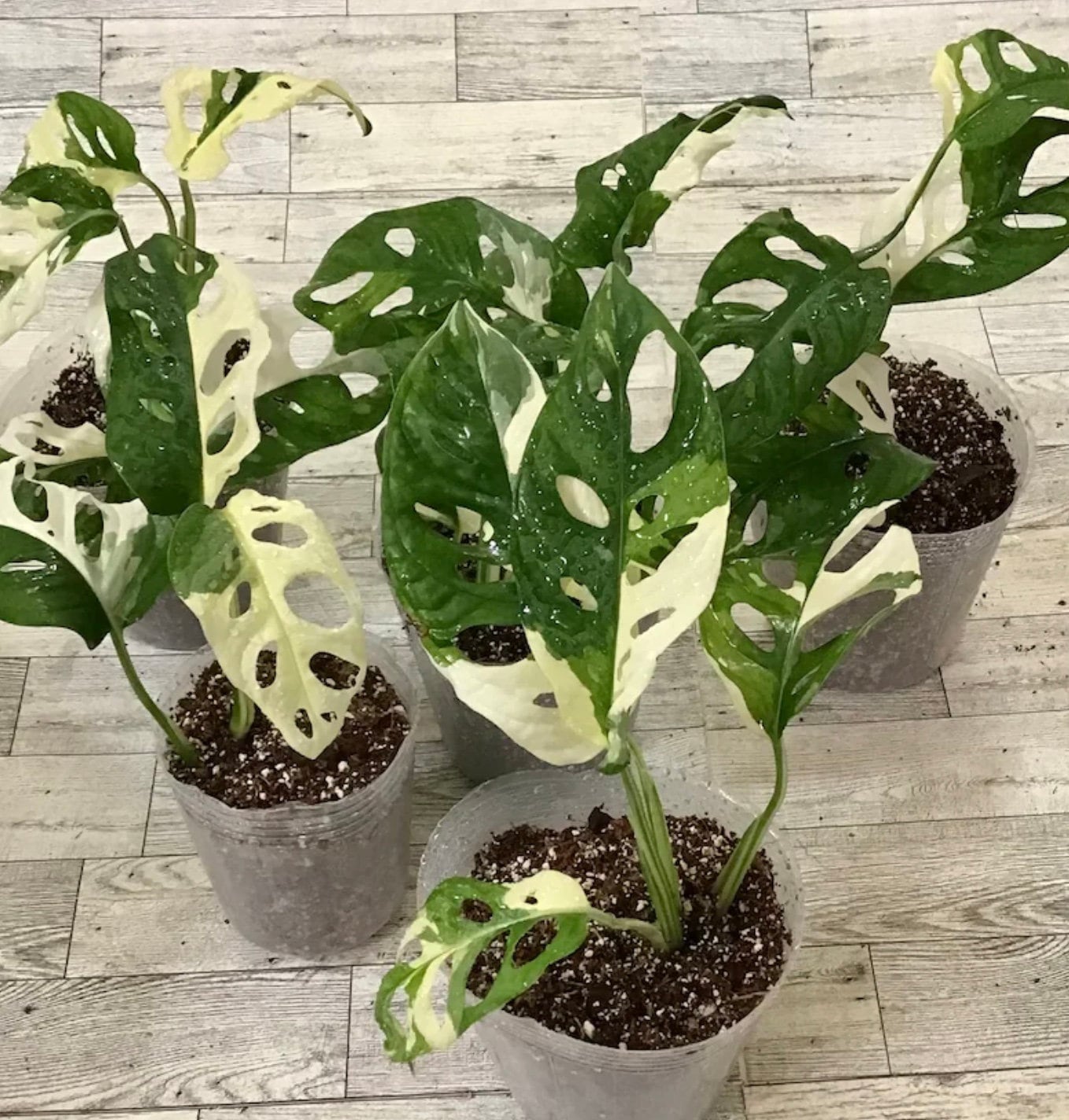 Rooted/Variegated Monstera Albo adansonii one node/ one leaf bare rooted/ full Plant/2” or 4” pot.