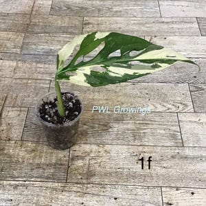 May include: A single variegated Monstera adansonii leaf with white and green patterns, growing from a stem in a clear plastic cup filled with dark potting soil. The text PWL Growings and the number 1f are visible near the plant.