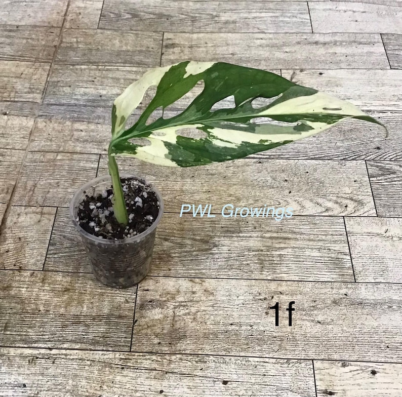 May include: A single variegated Monstera adansonii leaf with white and green patterns, growing from a stem in a clear plastic cup filled with dark potting soil. The text PWL Growings and the number 1f are visible near the plant.