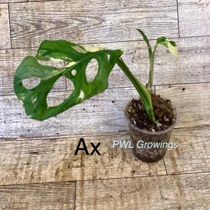 Adansonii albo monstera variegated, starter plant, one leaf, well rooted. Exact plant 1X