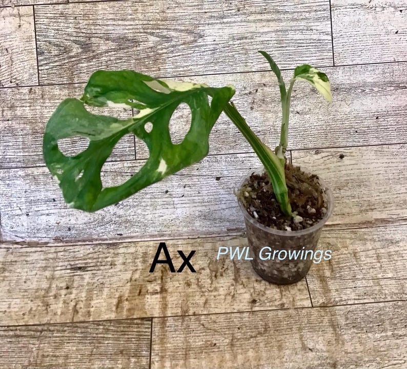 Adansonii albo monstera variegated, starter plant, one leaf, well rooted. Exact plant 1X