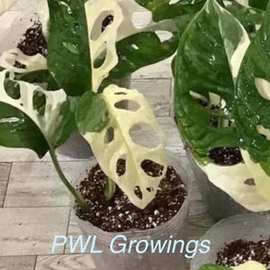 May include: A Monstera adansonii variegata plant with distinctive fenestrated leaves featuring a mix of deep green and creamy white coloration, potted in a clear plastic container with dark soil, with the text PWL Growings visible.