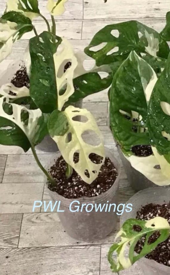 Monstera Adansonii Albo variegated Cutting/ full plant / one leaf / node/Rooted  2" or 4” Pot/US Seller