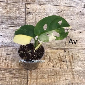 Adansonii albo monstera variegated, starter plant, one leaf, well rooted. 1 Starter plant Av