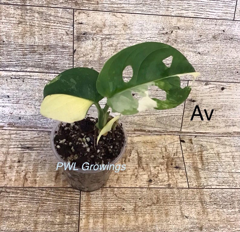 Adansonii albo monstera variegated, starter plant, one leaf, well rooted. 1 Starter plant Av