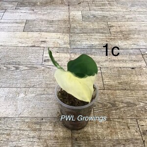 Adansonii albo monstera variegated, starter plant, one leaf, well rooted. 1 Starter plant Ac
