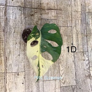 May include: A variegated Monstera adansonii plant in a small plastic pot with soil, featuring a single leaf with cream and green patches and natural fenestrations. The text 1D is visible to the right, and PWL Growings is printed at the bottom.