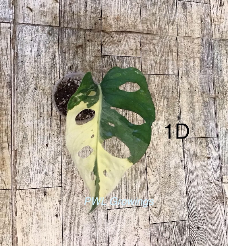 May include: A variegated Monstera adansonii plant in a small plastic pot with soil, featuring a single leaf with cream and green patches and natural fenestrations. The text 1D is visible to the right, and PWL Growings is printed at the bottom.