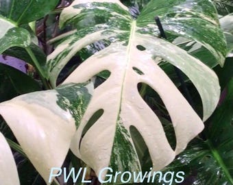 Variegated Monstera Albo Cutting/ plant/ rooted/ bare rooted/ node/ 2 leaves.