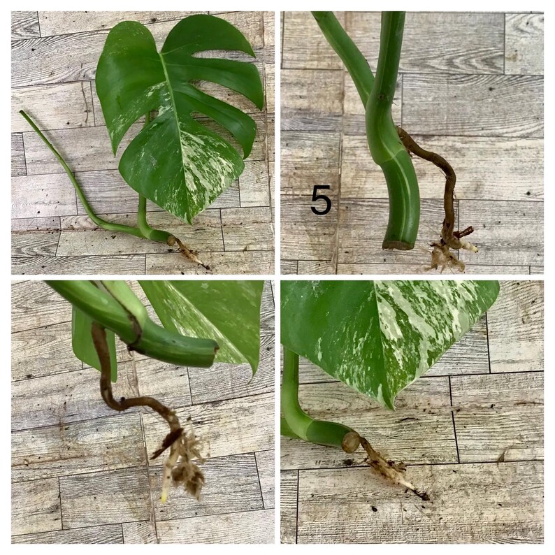 Variegated Monstera Albo One Leaf/ 2 Leaves/ Unrooted/bare Rooted /node